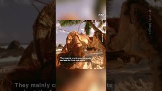 These Crabs Could've Eaten Amelia Earhart 🦀