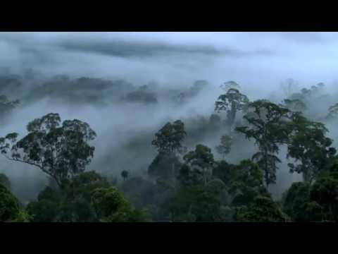 Beautiful HD Video Footage from Maliau Basin - Sabah's Lost World