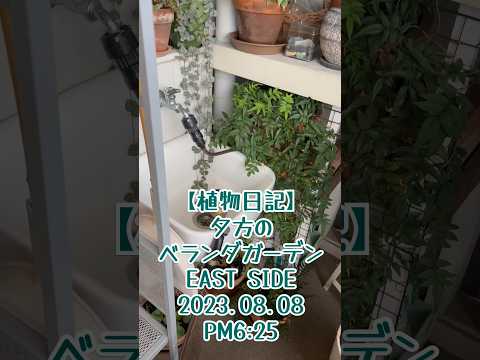 バルコニーの装飾のアイデア: 向きに基づいて植物を選択する  庭園