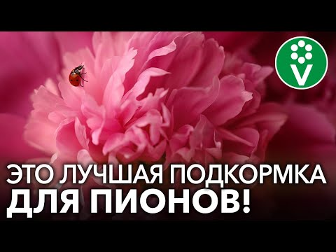 У ВАС БУДУТ САМЫЕ КРАСИВЫЕ ПИОНЫ, ЕСЛИ вы используете ЭТИ подкормки!