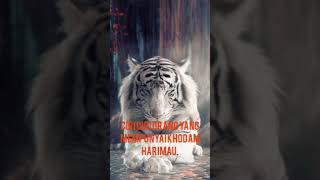 Download lagu story wa macan putih ( part 3 ) mp3
