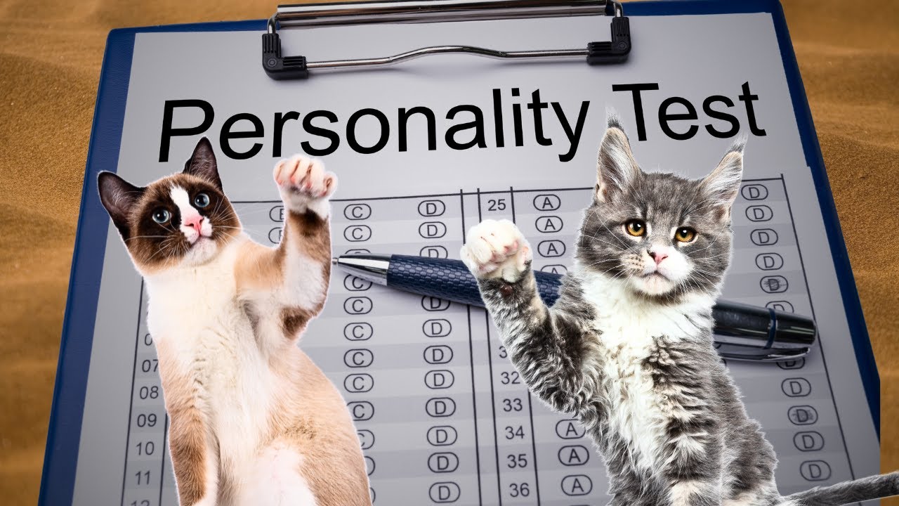 5 Types of Cat Personalities: Which One Is Your Cat?
