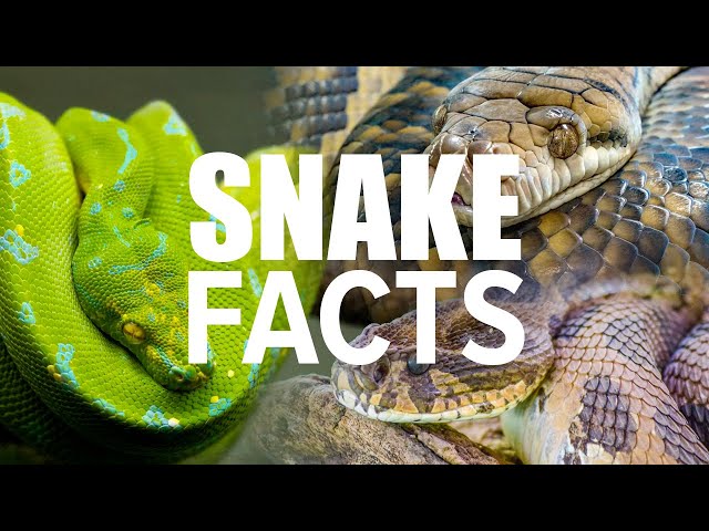 To Scientists' Surprise, Even Nonvenomous Snakes Can Strike at