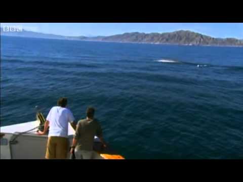 Stephen Fry in Last Chance To See - Blue Whale Spotting - BBC