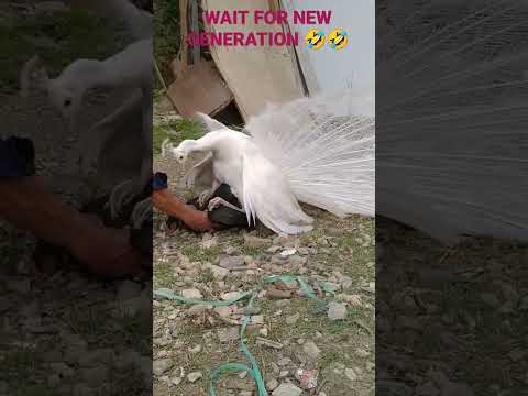 peacock and hen mixed generation 😂😂#shorts