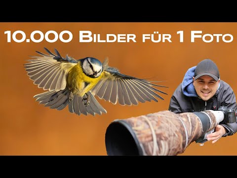 Photographing birds in flight - 10,000 attempts for the perfect photo