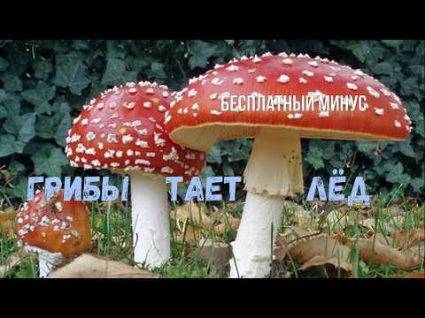 #Грибы - Тает Лёд (минус - SMI production)