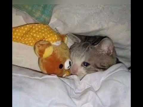 When will they go from here. When will they stop.