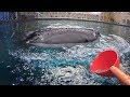 360 View of Feeding Whale Sharks at Georgia Aquarium!