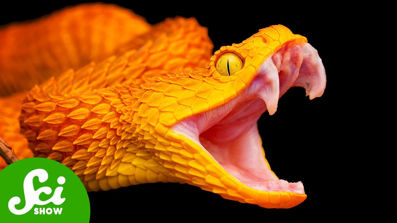 How Snakes Hijacked Our Brains