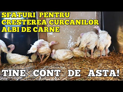 , title : 'AM CUMPARAT CURCANI❗SFATURI UTILE pentru creșterea curcanilor de mici ❗ CURCANI ALBI de carne'