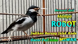 Download lagu Suara Jalak Suren Gacor Isian Mewah Mompa ROBOT Jadikan Burung Jalak Anda Berkarakter Istimewa mp3