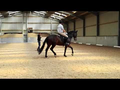 Flatwork lesson