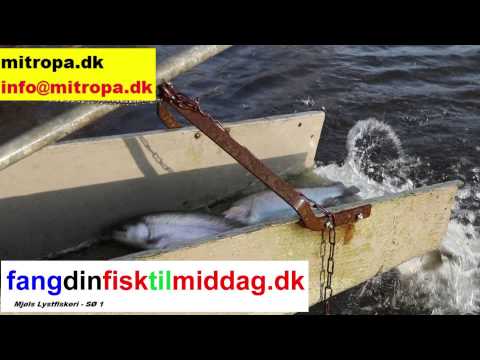 Mjøls Lystfiskeri