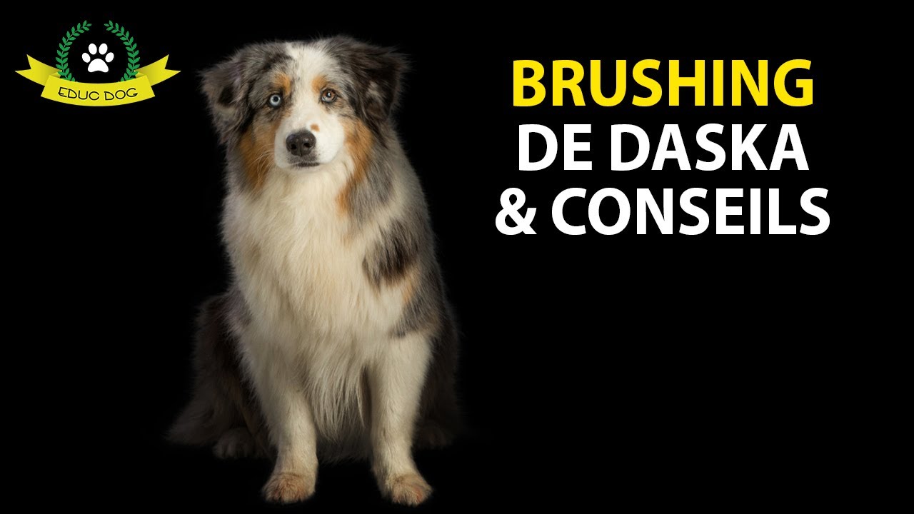 Comment Brosser Votre Chien Et Quelle Brosse Choisir.