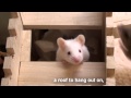 Setting Up A Mousy Playground