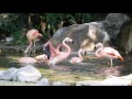 Flamingos At Los Angeles Zoo