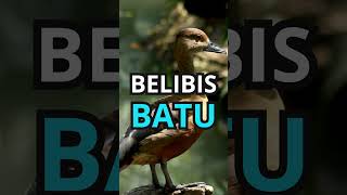 Download lagu Pikat SUARA BELIBIS BATU #shorts #wantarakicau mp3