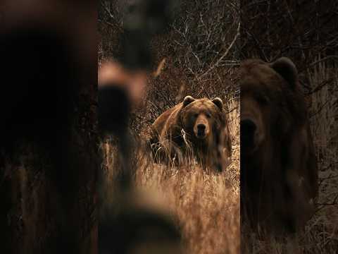 Monsters of Kodiak: Presented by Sig Sauer… Watch it now on our channel. Subscribe now!