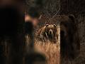 Monsters Of Kodiak Presented By Sig Sauer Watch It Now On Our Channel Subscribe Now