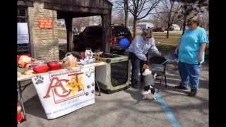 preview picture of video 'Dog Diggity Easter Egg Hunt 2013 - Muncie Pet Sitter'