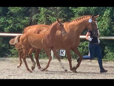 Crosswind JB - Hf. v. Confess Color x Waikiki x Watzmann - geb. 16.04.21
