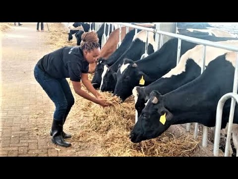 From 3 Cows in 2021 now I have 33 High Grade Dairy Cows Producing 9600 Litres a Month | Githunguri