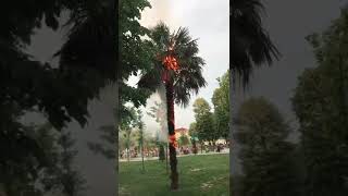 Sigara İzmariti Palmiye Ağacını Yaktı
