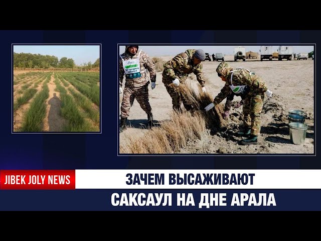 Зачем высаживают саксаул на дне Арала