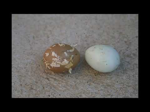 Unsitte Eierfressen - Warum ?  Teil 1