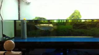 Download the video "CrossbackGolden 22012012 2"