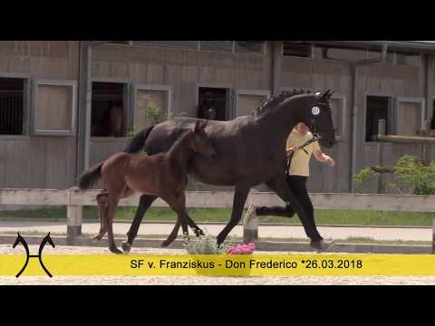 8 Fashion Girl, Stute, *26.03.2018 v. Franziskus – Don Frederico