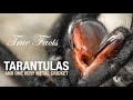 True Facts: Tarantulas