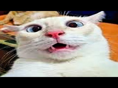 these cats have 1 brain cell