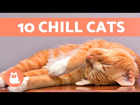 Top 10 CALMEST CAT BREEDS 🐱 The Chillest Cats