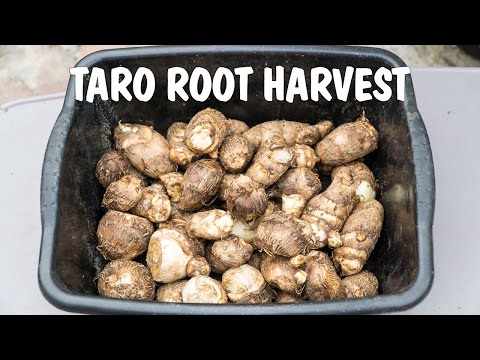 Growing Taro Root : Harvest From Containers & Raised Beds