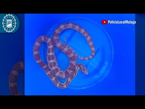 Encuentran una segunda serpiente junto a un contenedor en el mismo lugar en Málaga