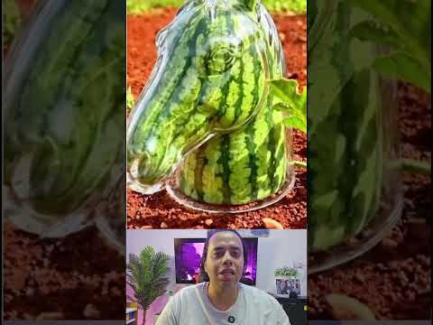 البطيخ علي شكل حصان #بهاء_محمد