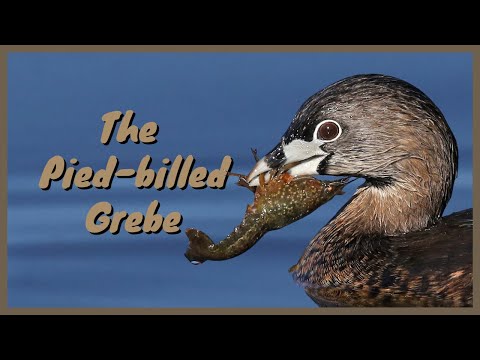 , title : 'The Pied-billed Grebe: Everything you need to know | Diving, Hunting, Flying, Sound/Call/Song'