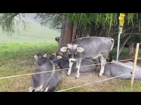 Kälber im Regen - special Edition #4Romeo Tiroler Grauvieh