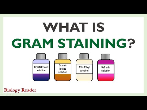 What is Gram Staining? Definition, Video, Principle, Process & Significance - Biology Reader