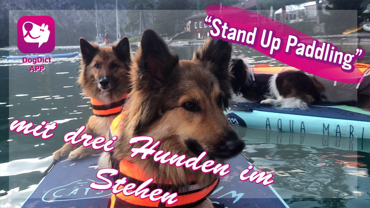 Folge 40: Stand Up Paddling mit 6 Hunden