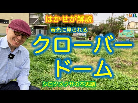 シロツメクサ 植物