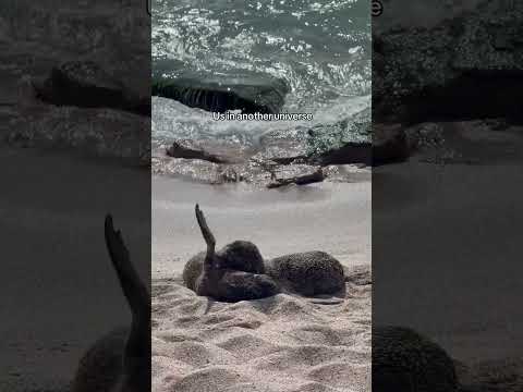 D'adorables bébés lions de mer se blottissent sur la plage