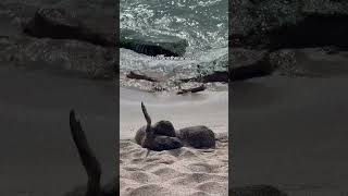 D'adorables bébés lions de mer se blottissent sur la plage