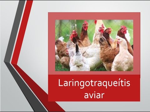 , title : 'Laringotraqueitis Hemorragica Infecciosa'