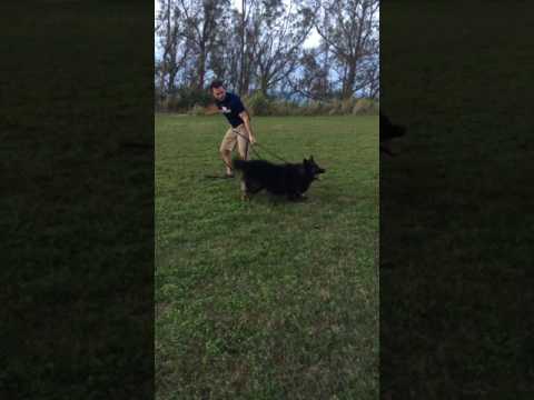 Ares and Dennis Schutzhund Training with Jojo Jan 7th 2017