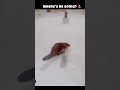 busy beaver 🦫 #beaver #beavers #animals #shorts
