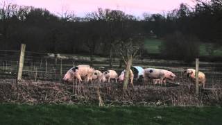 Walk - (North Atlantic Oscilation - Soft Coda