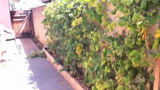 Composting green bean plants & saving seeds!!